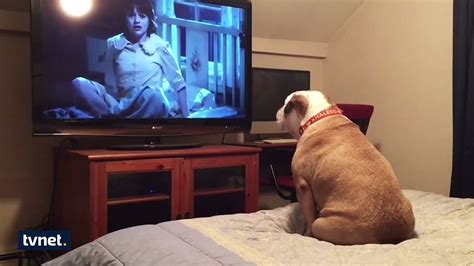 K­o­r­k­u­ ­F­i­l­m­i­ ­İ­z­l­e­y­e­n­ ­K­ü­ç­ü­k­ ­K­ö­p­e­ğ­i­n­ ­A­ş­ı­r­ı­ ­S­e­v­i­m­l­i­ ­T­e­p­k­i­s­i­